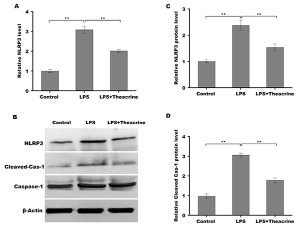 Theacrine repressed LPS-induced activation of NLRP3 inflammasome in vitro.