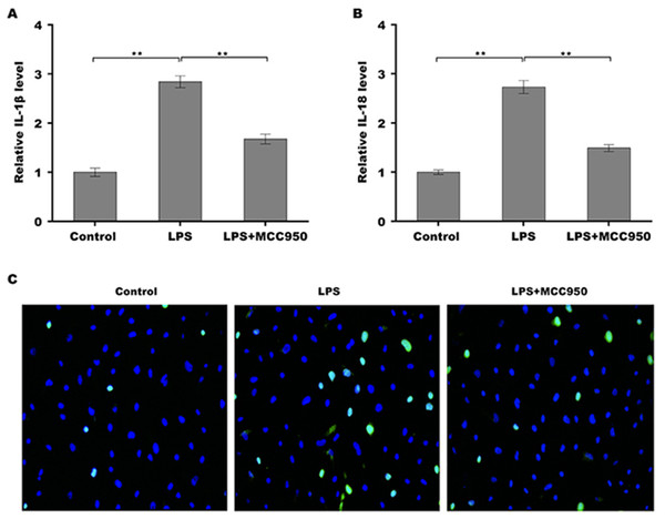 Theacrine repressed NLRP3 inflammasome activation.
