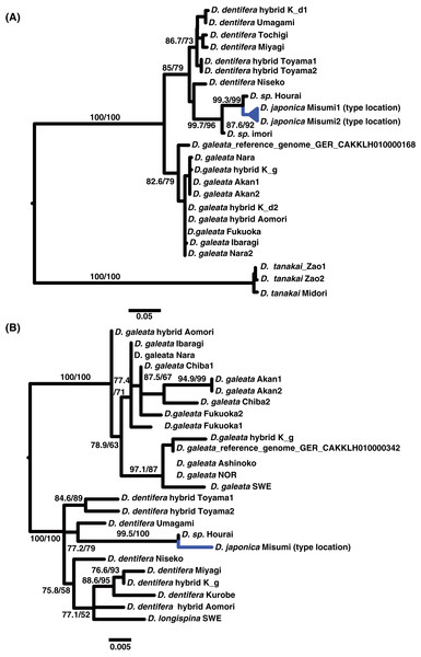 Maximum Likelihood phylograms of the Daphnia longispina complex based on nuclear non-coding loci one and two.