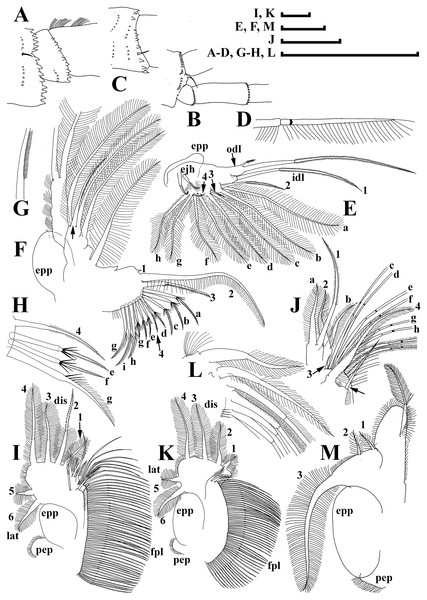 Illustrations of Daphnia japonica sp. nov., parthenogenetic female from Misumi-ike, Yamagata Prefecture, Japan.