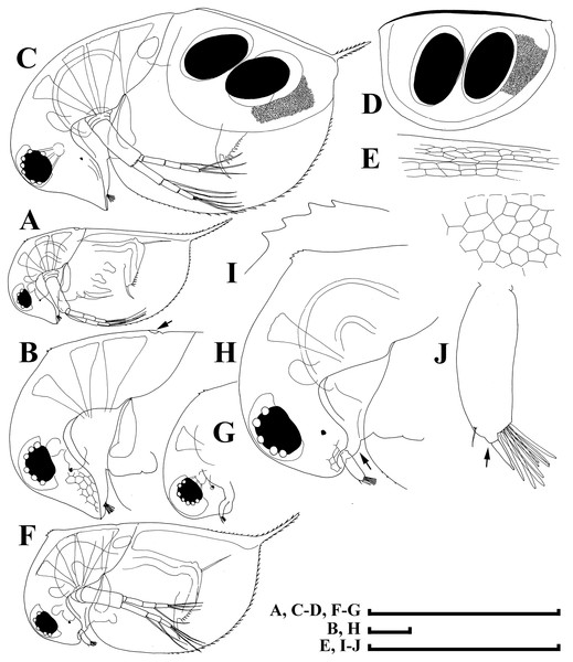 Illustrations of Daphnia japonica sp. nov. from Misumi-ike, Yamagata Prefecture, Japan.