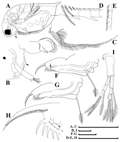 Illustrations of Daphnia japonica sp. nov., adult male from Misumi-ike, Yamagata Prefecture, Japan.