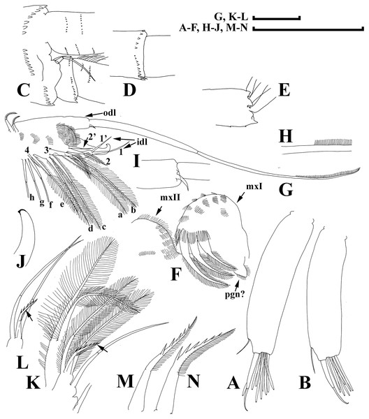 Illustrations of Daphnia japonica sp. nov., adult male from Misumi-ike, Yamagata Prefecture, Japan.