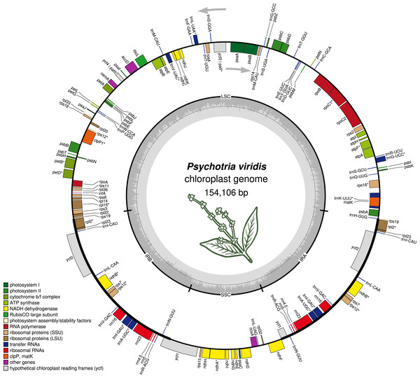 The structure of Psychotria viridis chloroplast genome.