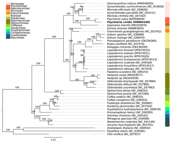 Phylogenomics tree of Psychotria viridis ptDNA and related plastids.