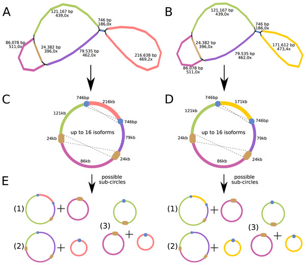Mitochondrial genome analyses of Psychotria viridis.