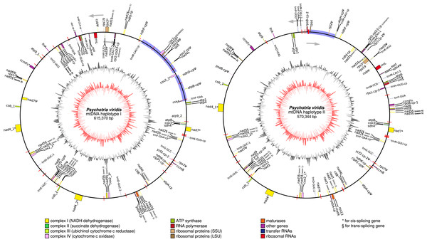 Circular representation of Psychotria viridis mitochondrial genome haplotype I and II.