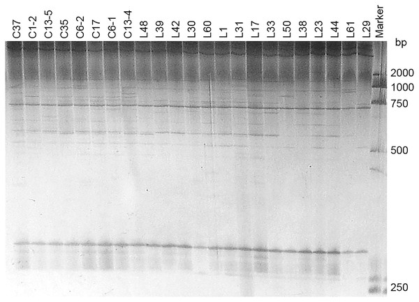 Representative PAGE image of PCR products amplified by marker Blu SSR32–1-Blu SSR32–2 using B. graminis f. sp. tritici DNA.
