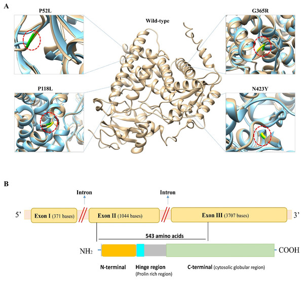 Three-dimensional (3D) structural comparison of wild-type and mutants of CYP1B1 protein.