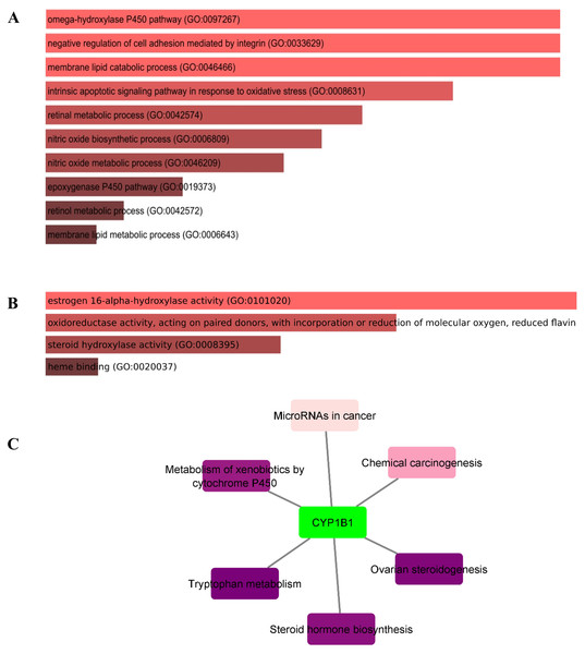 Gene ontology (GO) and pathways analyses of CYP1B1.