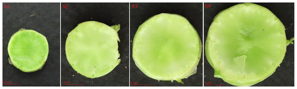 The cross-sections of the asparagus lettuce stem development stages.