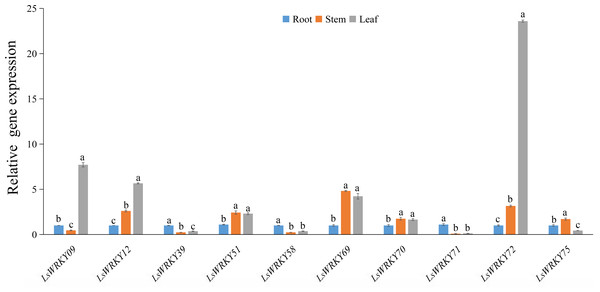 Relative expression of LsWRKYIII genes at root, stem, and leaf.