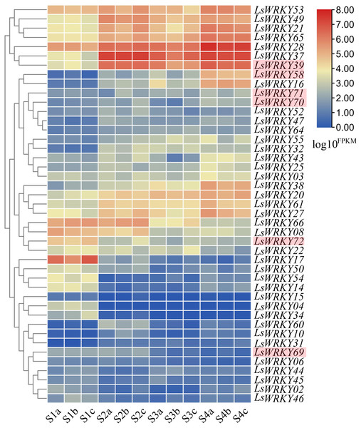 Expression profiles of LsWRKY genes by the transcriptome data analysis at different lettuce stem enlargement periods.