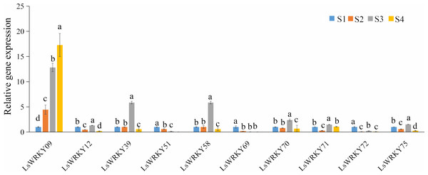 Expression profiles of LsWRKYIII genes at different lettuce stem enlargement periods.
