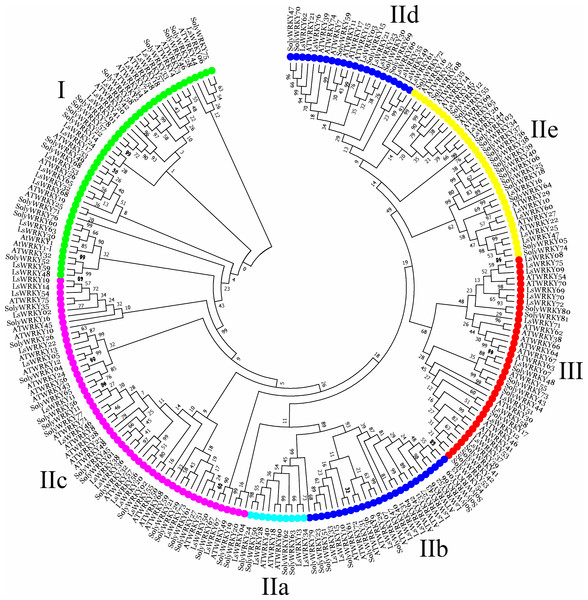 Phylogenetic analysis of WRKY TFs among lettuce, Arabidopsis, and tomato plants.