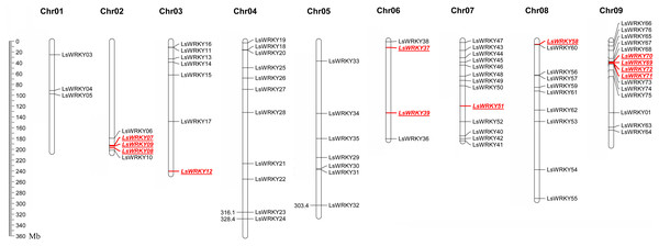 Chromosomal distribution of LsWRKY TFs in the lettuce chromosomes.