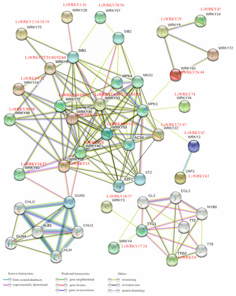 An interaction network analysis of LsWRKY TFs.