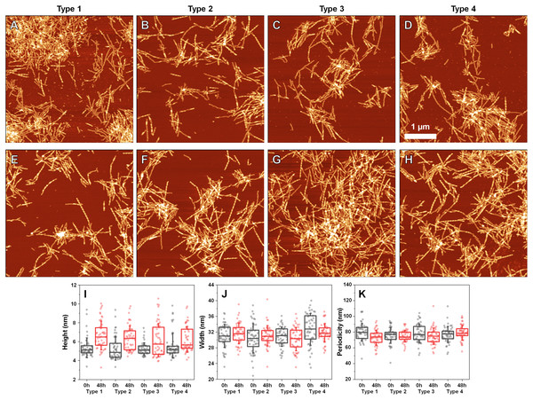 Atomic force microscopy (AFM) images of different fibril types before and after incubation.