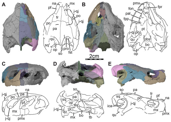 Skull of Trinitichelys hiatti (MCZ VPRA-4070, holotype), Early Cretaceous (Aptian-Albian) of Texas, U.S.A.