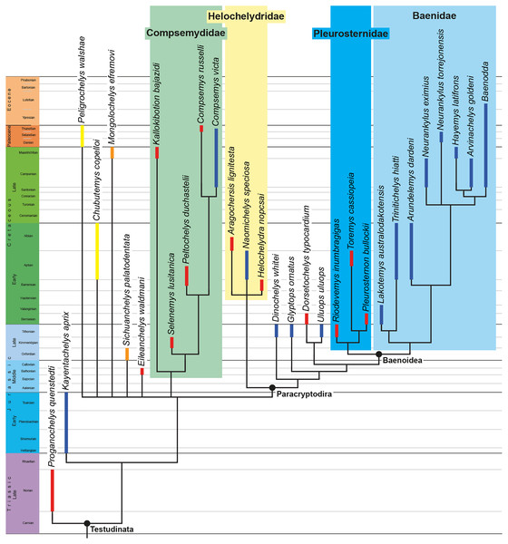 Time-calibrated strict consensus tree obtained from the analysis under equal weighting, without rogue taxa.