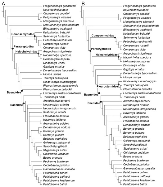 Phylogenetic hypotheses resulting from the analysis under implied weighting with a K factor of 12.