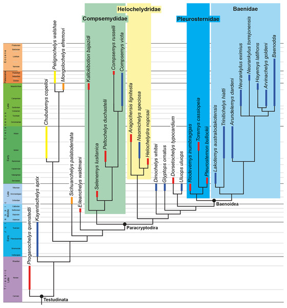 Time-calibrated strict consensus tree obtained from the analysis under implied weighting with a K factor of 12, without rogue taxa.