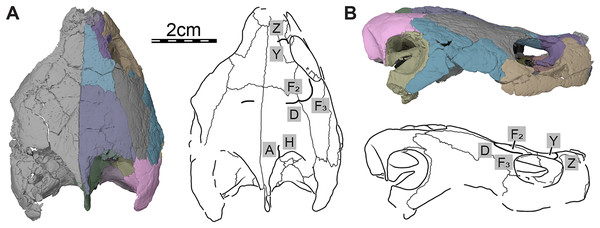 Cranial scutes of Trinitichelys hiatti (MCZ VPRA-4070, holotype), Early Cretaceous (Aptian-Albian) of Texas, U.S.A.