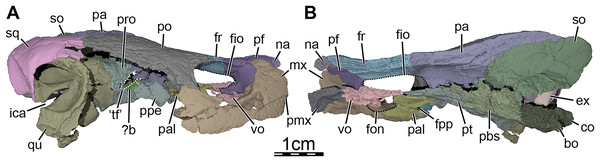 Three-dimensional renderings of the segmented right side of the skull of Trinitichelys hiatti (MCZ VPRA-4070, holotype).