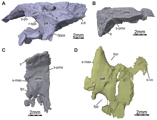 Three-dimensional renderings of the bones from the braincase and palatal regions of the skull of Trinitichelys hiatti (MCZ VPRA-4070, holotype).