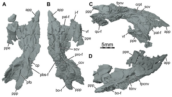 Three-dimensional renderings of the right pterygoid of the skull of Trinitichelys hiatti (MCZ VPRA-4070, holotype).
