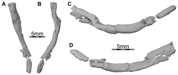 Three-dimensional renderings of the right ceratobranchial I of Trinitichelys hiatti (MCZ VPRA-4070, holotype).