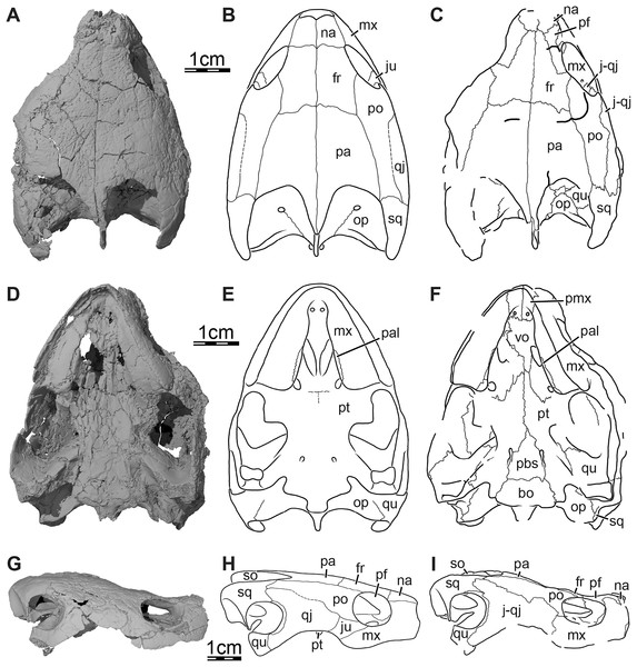 Comparison of the interpretations of the cranial sutures of the skull of Trinitichelys hiatti (MCZ VPRA-4070, holotype) between Gaffney (1972) and our study.