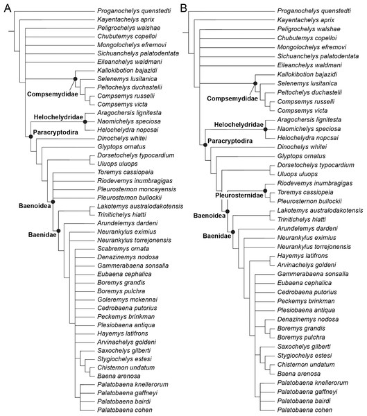 Phylogenetic hypotheses resulting from the analysis under equal weighting.