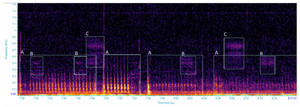 Spectrogram of vibrational signals emitted by: (A) Scaphoideus titanus, (B and C) unidentified insects.