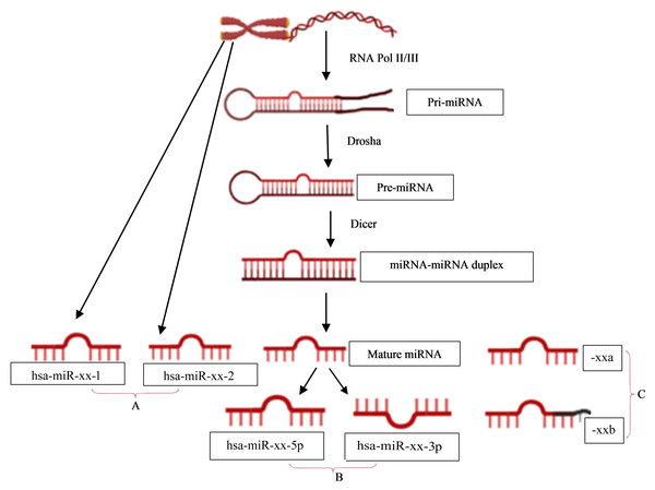 miRNA nomenclature mirrors the pathway of its biogenesis.