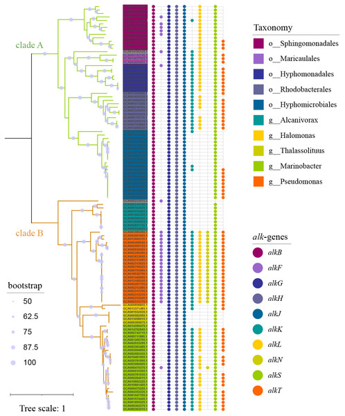 Phylogenetic tree of strains carrying alk-gene clusters.