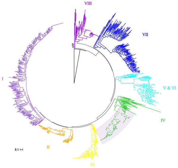 Phylogenetic tree of alkB genes.