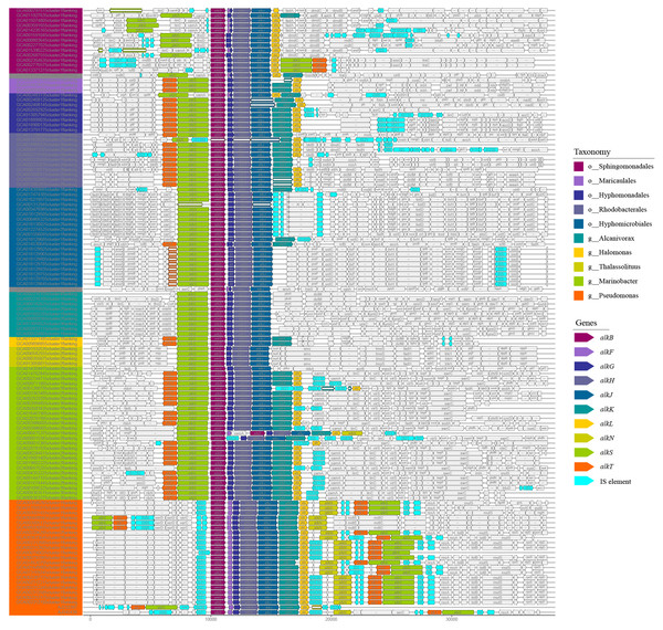 Comparative analysis of alk-genes organization structure.