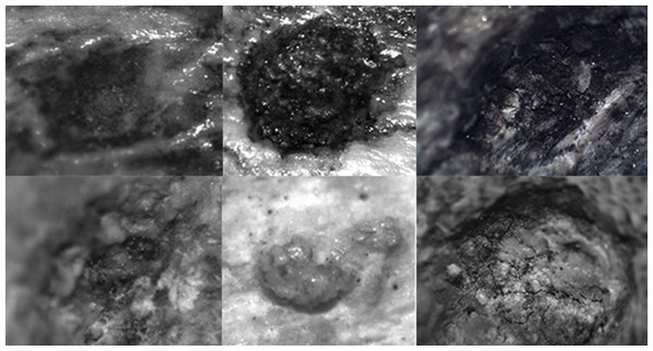Examples of the photographs of tooth pits from the DS 22B bone sample used for the analysis.
