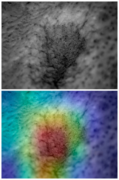 Saliency map for experimental tooth mark.