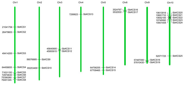 Chromosomal localization of the SbKCS genes.