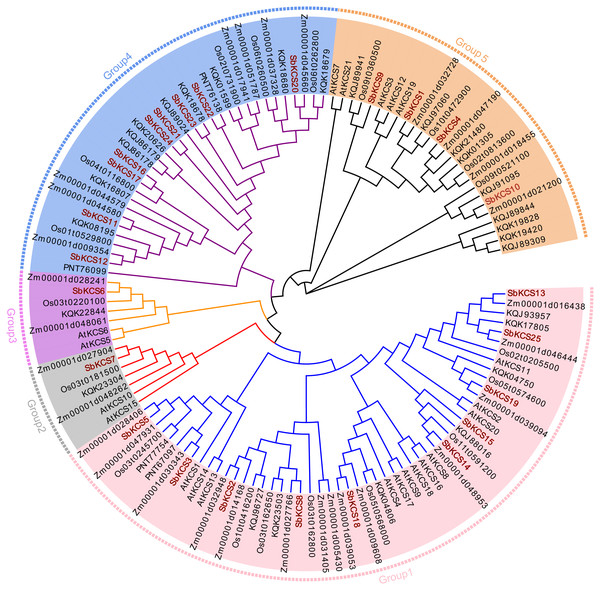 Phylogenetic tree of KCS gene family members in five species.