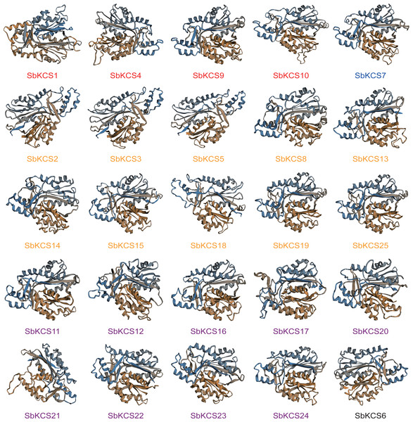 Three-dimensional (3D) models of the SbKCS proteins.