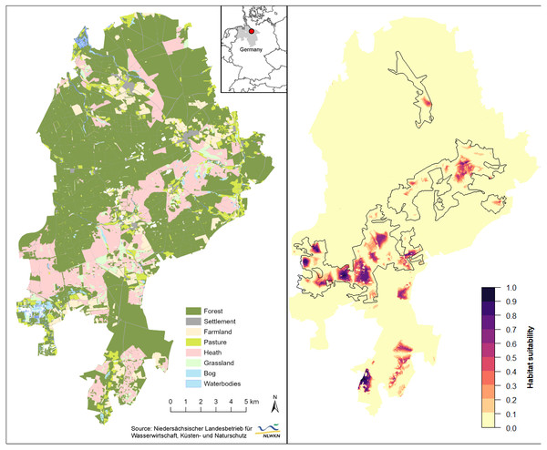 Spatial extrapolation of predicted habitat suitability shows the restriction of suitable black grouse habitats to extensive and heterogeneous heath areas in the Lüneburg Heath Nature Reserve.
