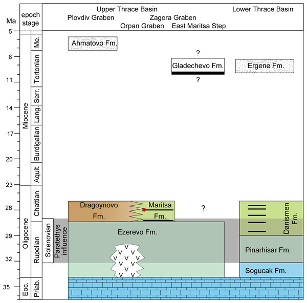 Stratigraphy of the upper and lower thrace basin.
