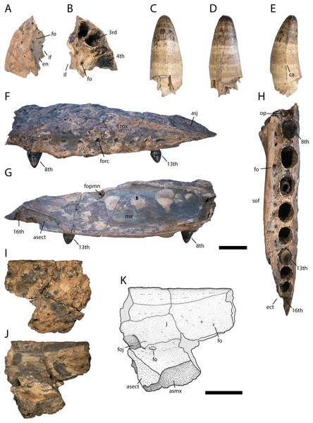 Skull elements of Diplocynodon levantinicum (NMNHS FR 30), underground coal mine close to the city of Dimitrovgrad, late Oligocene, Bulgaria.