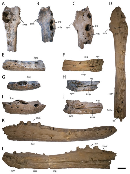 Anterior lower jaw elements of Diplocynodon levantinicum (NMNHS FR 30, NMNHS FR-31), underground coal mine close to the city of Dimitrovgrad, late Oligocene, Bulgaria.