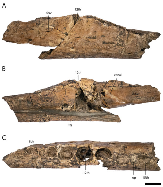 Lower jaw element of Diplocynodon levantinicum (NMNHS FR 30-3), underground coal mine close to the city of Dimitrovgrad, late Oligocene, Bulgaria.