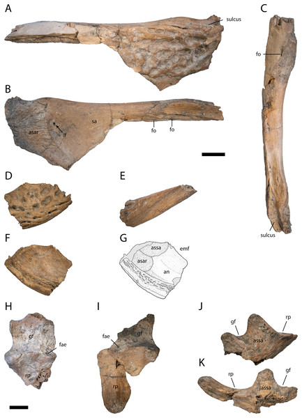 Posterior lower jaw elements of Diplocynodon levantinicum (NMNHS FR 30), underground coal mine close to the city of Dimitrovgrad, late Oligocene, Bulgaria.