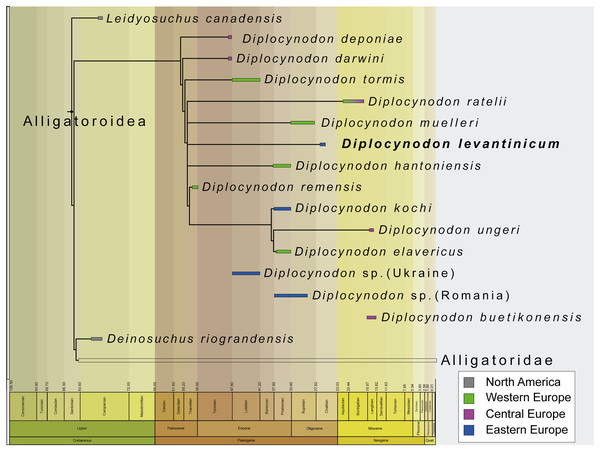 Tine-scaled reduced strict consensus tree with extended implied weighting k = 20 of Diplocynodontinae, based on available data from the literature.